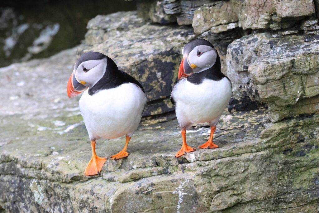 Reykjavik Golden Circle Excursie Puffin